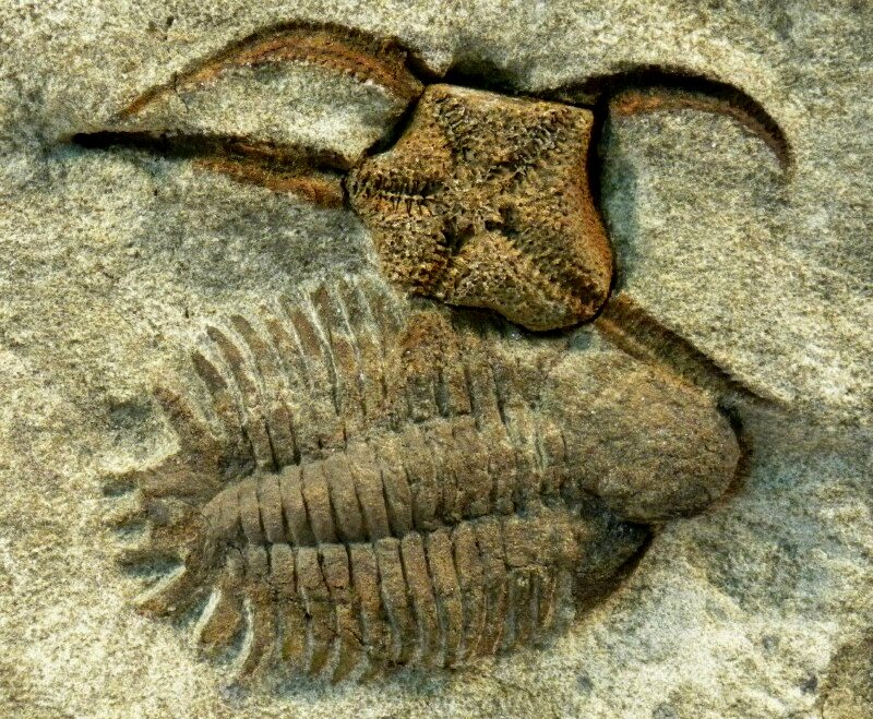 Actinopeltis Trilobite Phacopid Moroccan Trilobite In association with a Brittle Star Fossil