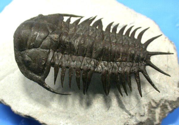 Crotalocephalus Trilobite 