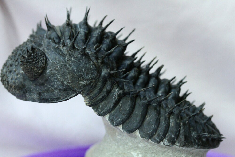 Drotops armatus Phacopida Trilobite