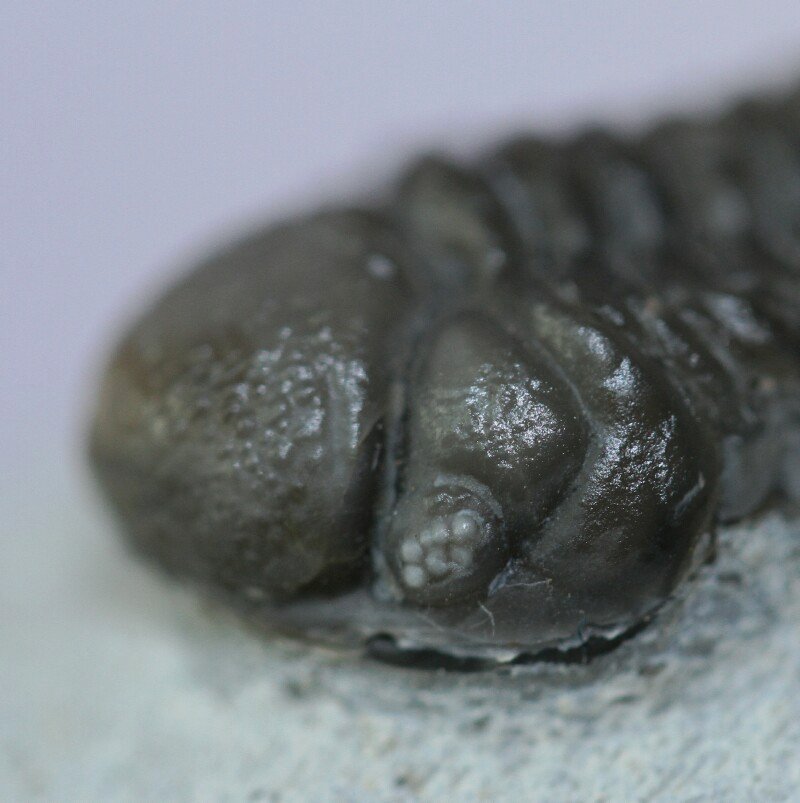 Eocryphops trilobite Schizochroal Eye with greatly reduced number of facets