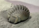 Flexicalymene meeki Trilobite