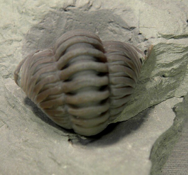 Enrolled Flexicalymene Ordovician Trilobite