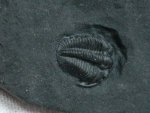 Gravcialymene Phacopid Trilobite