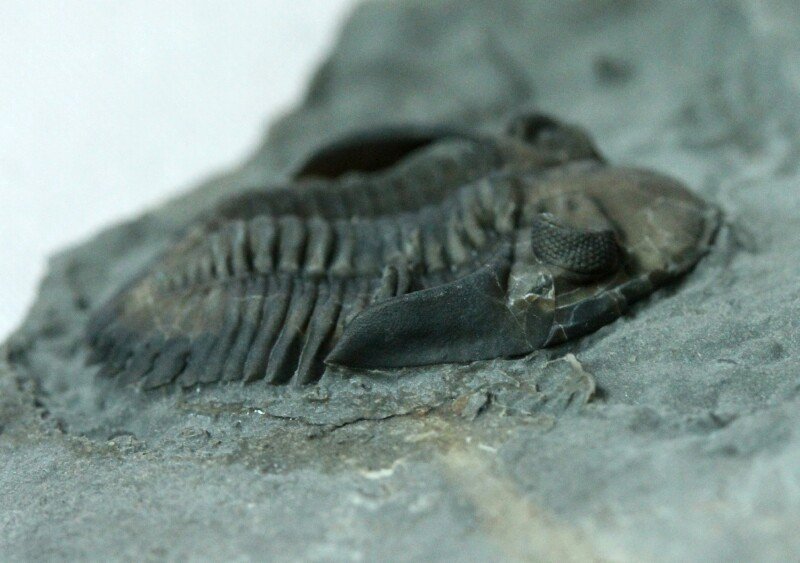Greenops phacapid trilobite with natural exeskeleton color pattern largely preserved