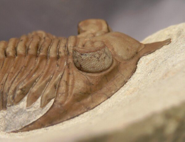 Schizochroal eye of Huntoniatonia lingulifer Oklahoma trilobite