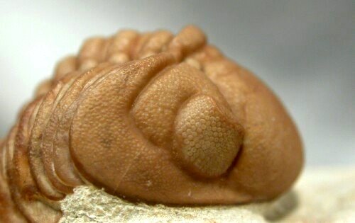 Lochovella deckeri trilobite Schizochroal Eyes