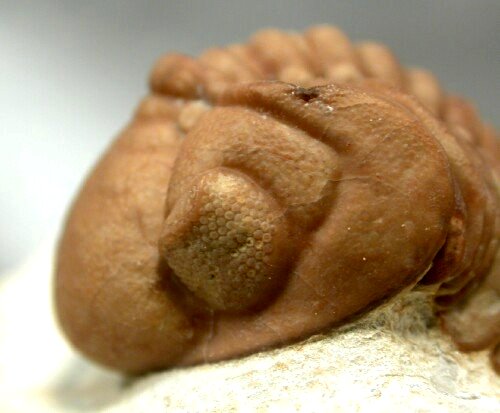 Lochovella deckeri trilobite Schizochroal Eye