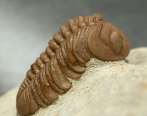Lochovella deckeri Phacopida Trilobite