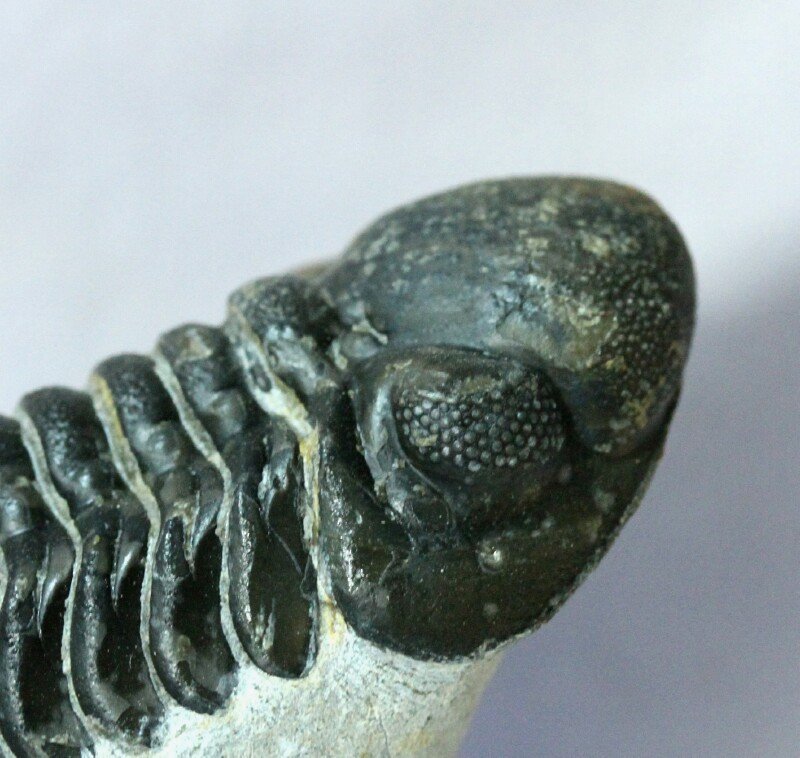 Phacops araw trilobite Schizochroal Eye
