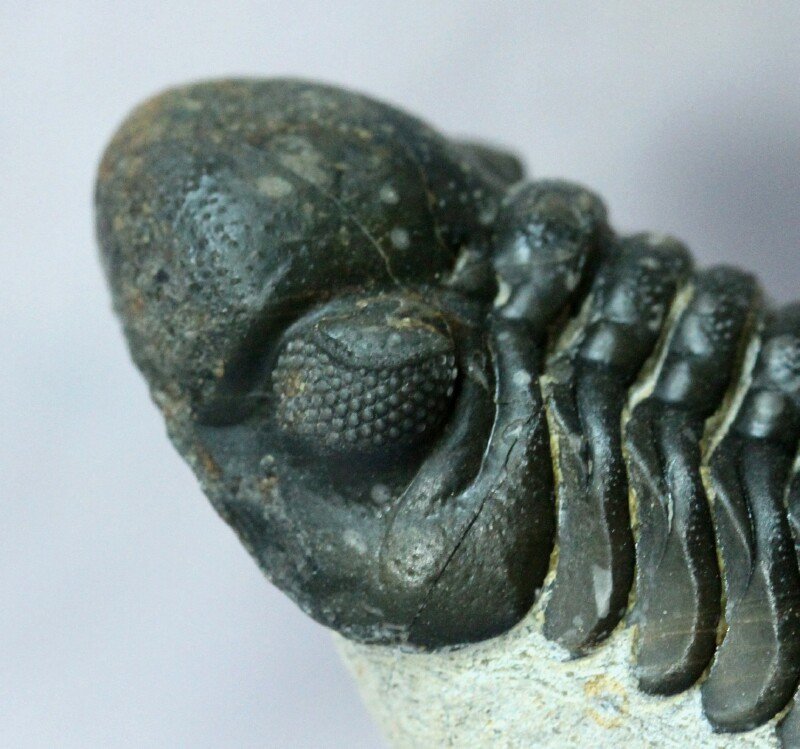 Phacops araw trilobite Schizochroal Eye