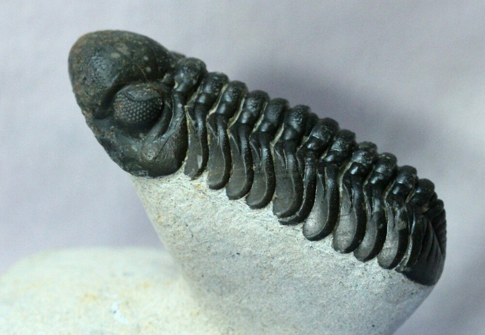 Phacops araw Phacopida Trilobite