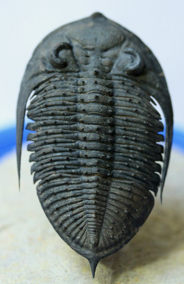 Spinodontochile Phacopida Trilobite