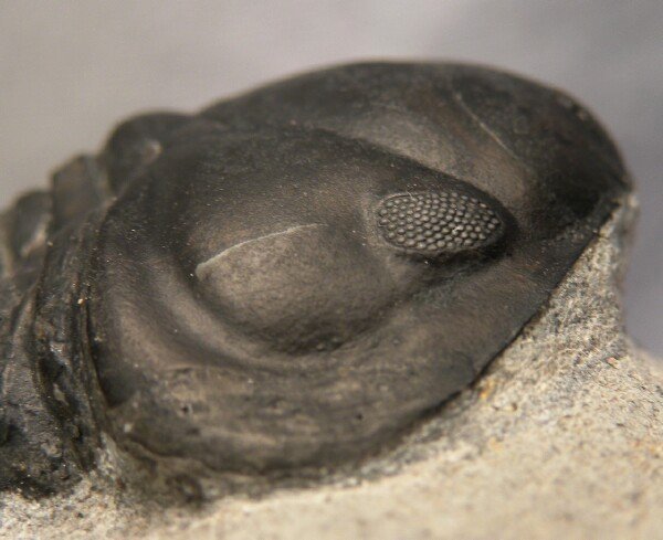 Struveaspis trilobite Schizochroal Eye