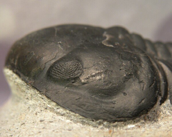 Struveaspis trilobite Schizochroal Eyes
