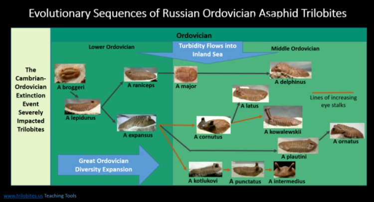 Russian Asaphus Trilobite Evolution