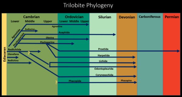 Trilobite Phylogeny Powerpoint Slide