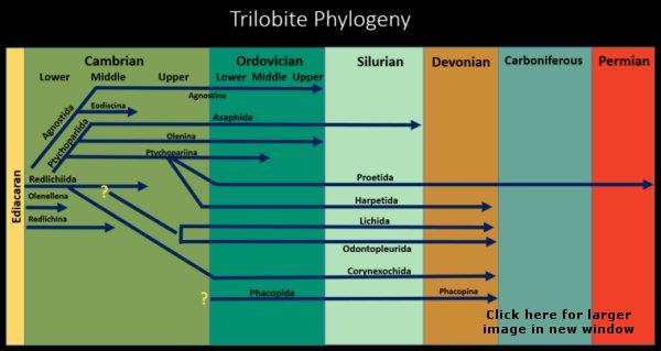 Trilobite systematics chart sensu Fortey
