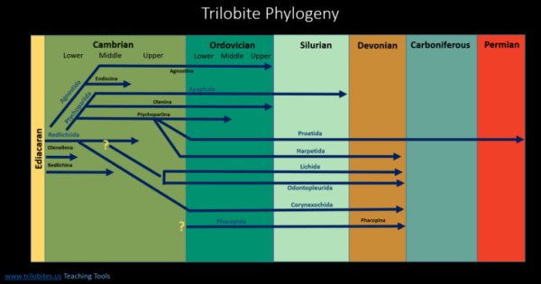 Trilobite Phylogeny