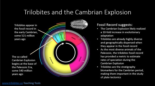 Trilobites and the Cambrian Explosion