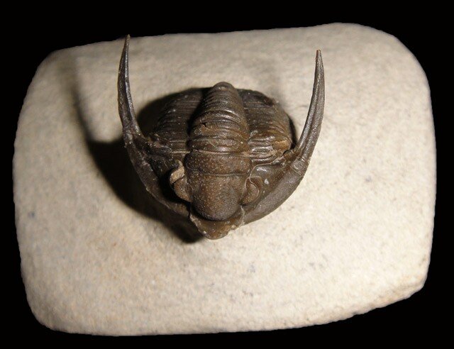 Dimuproetus Moroccan Trilobite