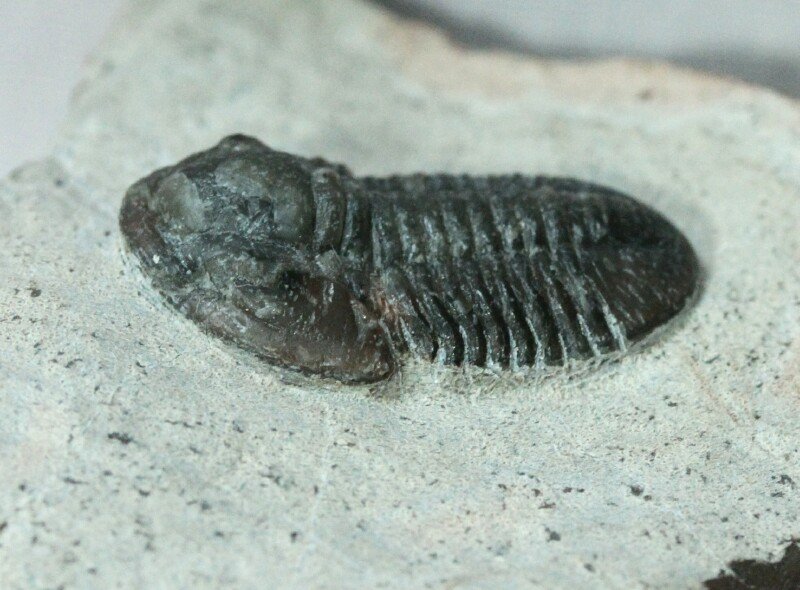 Gerastos Proetida Trilobite