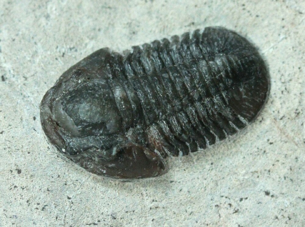 Proetid Trilobite with reduced eye size