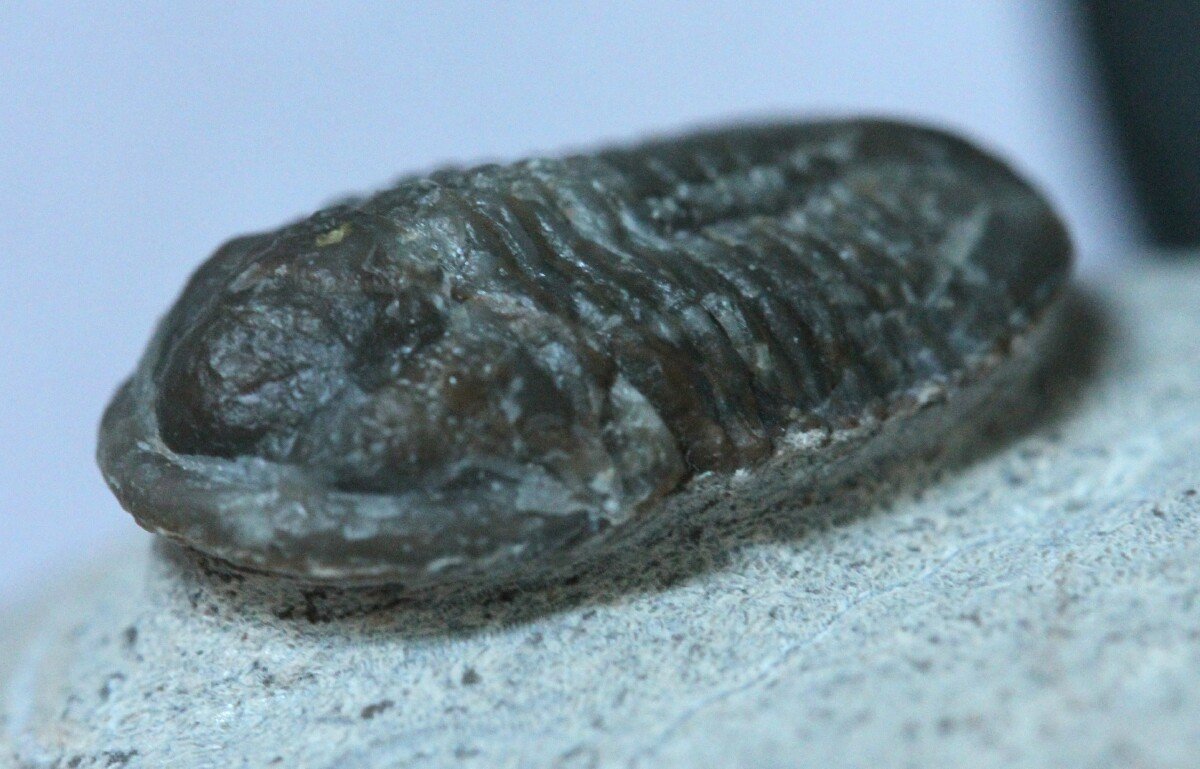 Geratos Trilobite with Secondary Eye Loss