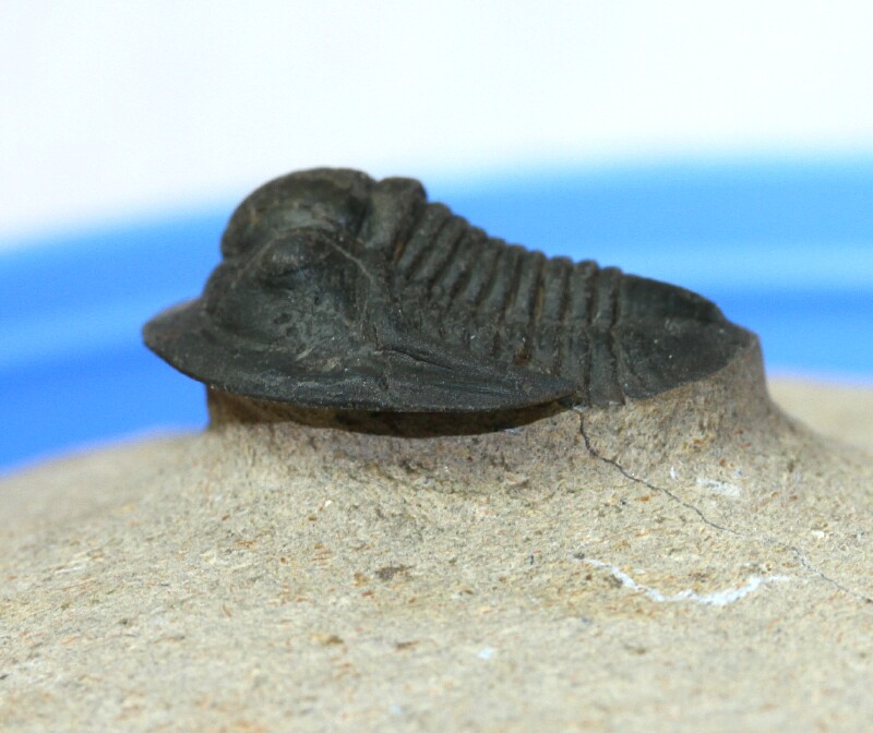 Sculptoproetus haasi Trilobite