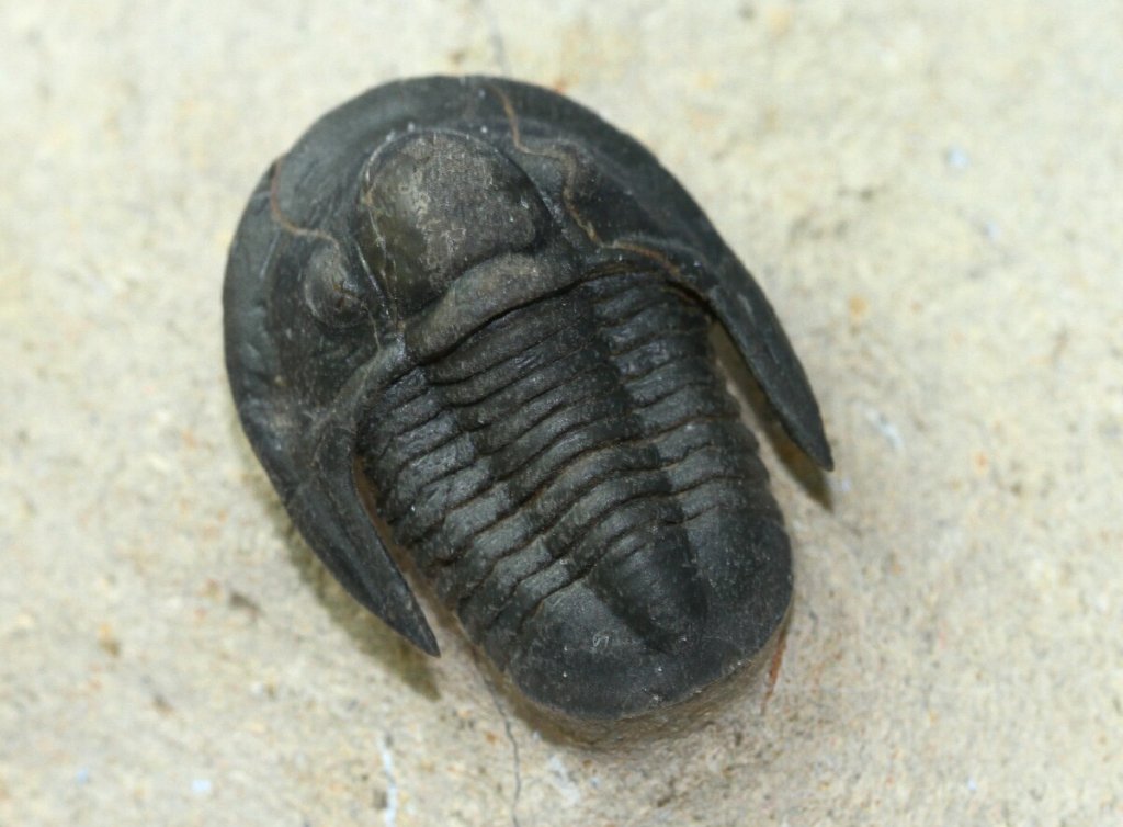 Sculptoproetus haasi Proetid Trilobite