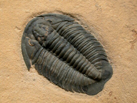 Coosella Type 1 Trilobite