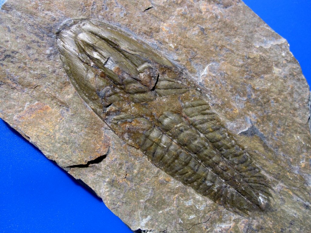 Angelina sedgwick Olenid Trilobite from Wales