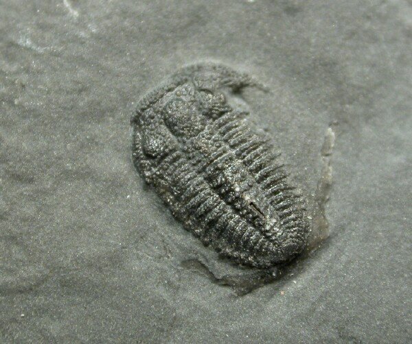 Bolaspidella drumensis Cambrian Ptychopariida Trilobite from Wheeler Formation, House Range, Utah