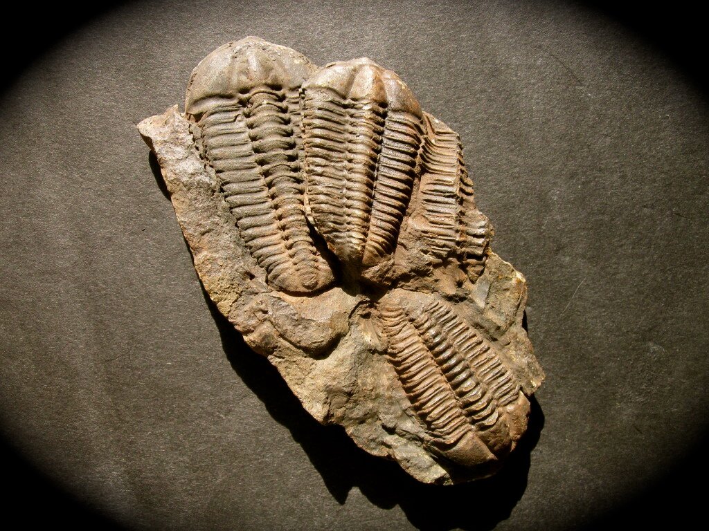 Conocoryphe sulzeri  Blind Trilobites