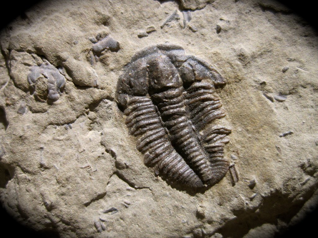Ehmaniella quadrans Ptychopariid Trilobite