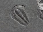 Ehmaniella burgessensis Burgess Shale Trilobite