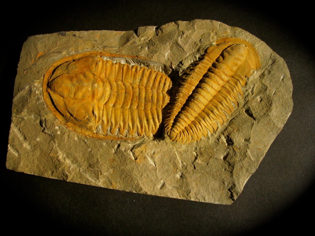 Hamatolenus staminops Moroccan Cambrian Ptychopariida Trilobites