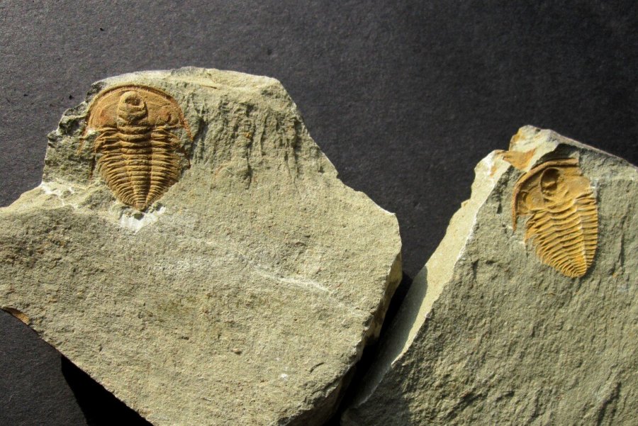 Hamatolenus  vincenti Moroccan Cambrian Ptychopariida Trilobites