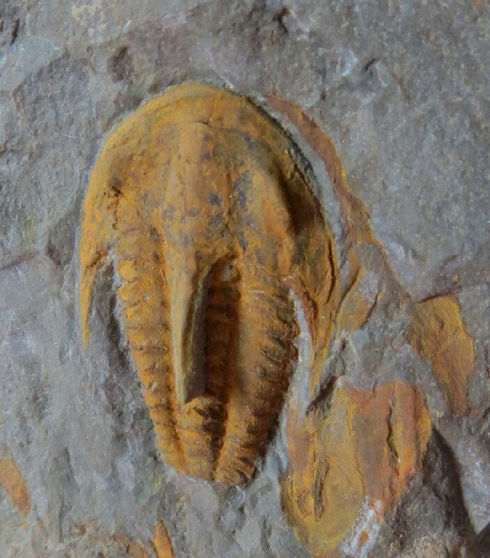 Kingaspidoides laetus Ptychopariida, Trilobites