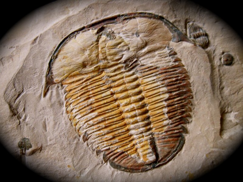 Modocia  laevinucha from Trilobite Order Ptychopariida and Marjum Formation Utah