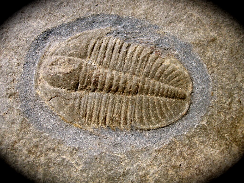 Ogygopsis typicalis Trilobite Spence Shale Utah