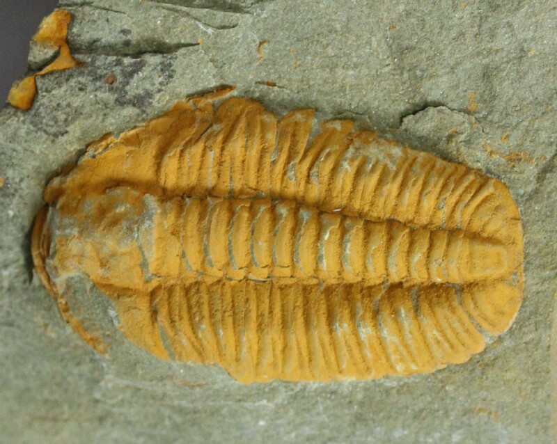 Solenopleurina Moroccan Trilobite