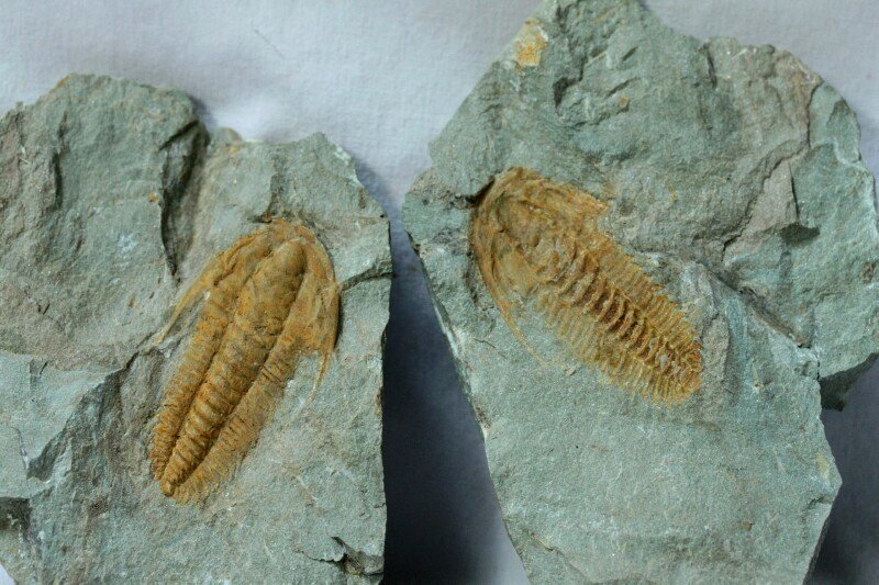 Termierella Morocco Cambrian Trilobite
