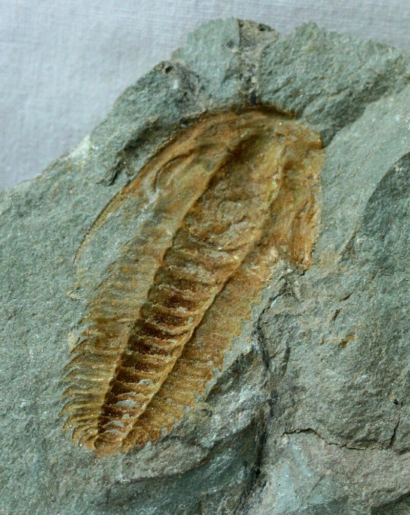 Note crescent shaped Holochroal eye of trilobite