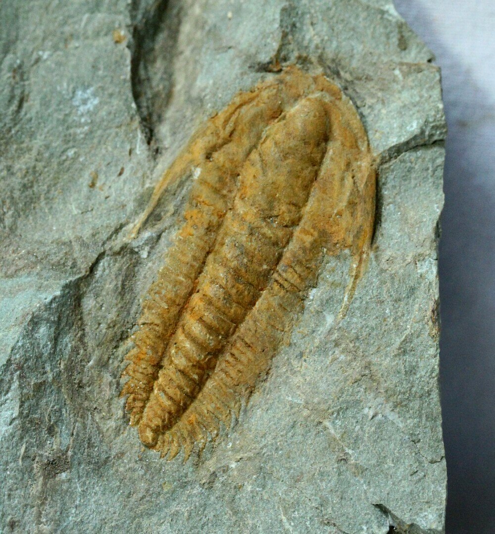 Rare Termierella Trilobite