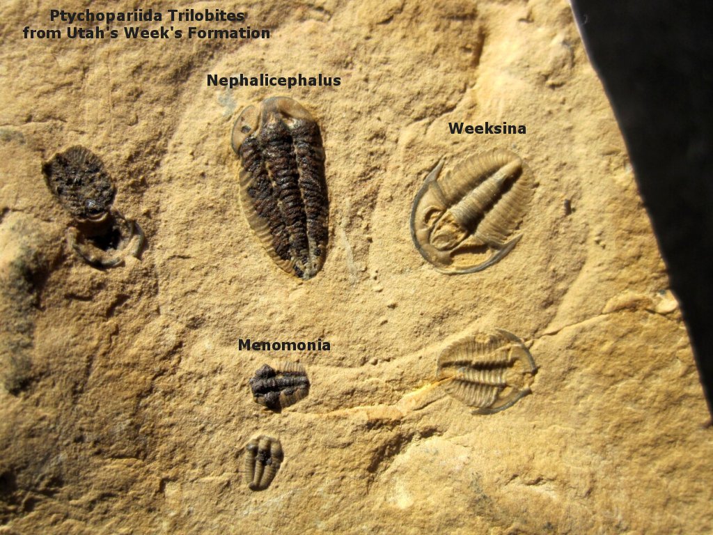 Ptychopariida Trilobites from Weeks Formation