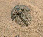 Weeksina unispina Weeks Trilobites