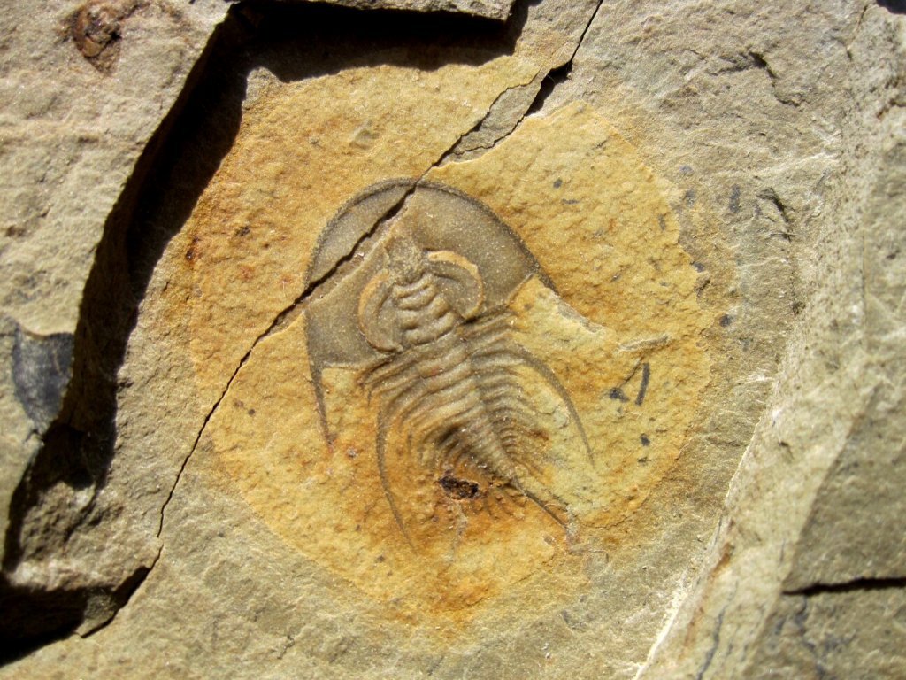 Olenellus chiefensis Trilobites