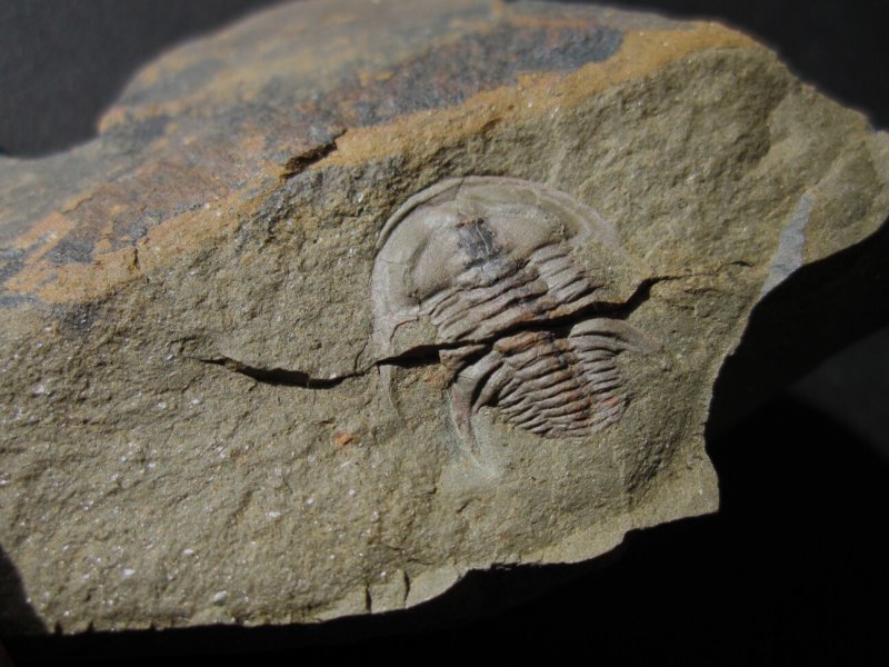 Balcoracania dailyi Redlichiid Trilobite