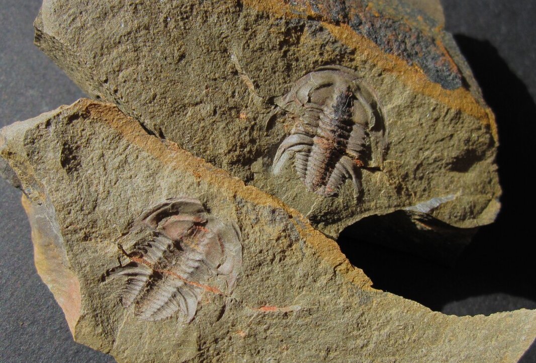 Balcoracania dailyis Lower Cambrian Redlichiida Trilobite from Australia 