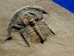 Eofallotaspis Oldest American Trilobite